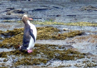pengui-post-fishing-rest-curio-bay