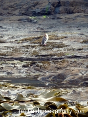 penguin-and-seaweed-curio-bay