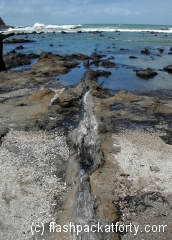 petrified-forest-curio-bay