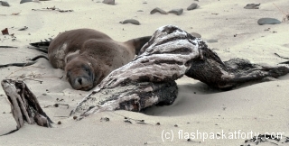 waipapa-point-sea-liob