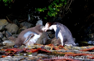 yelow-eye-penguins-feeding