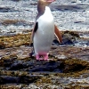 proud-penguin-curio-bay