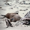 sea-lion-lounging-waipapa-point