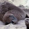 sleeping-sea-lion-waipapa-point