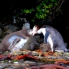yelow-eye-penguins-feeding