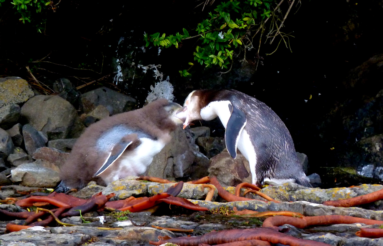 yelow-eye-penguins-feeding