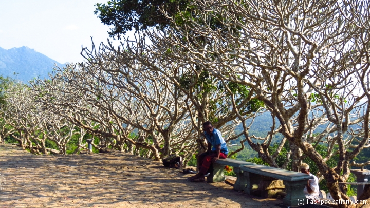 dambulla-caves-enrance-trees