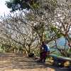 dambulla-caves-enrance-trees