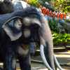 tacky-elephants-dambulla-temple