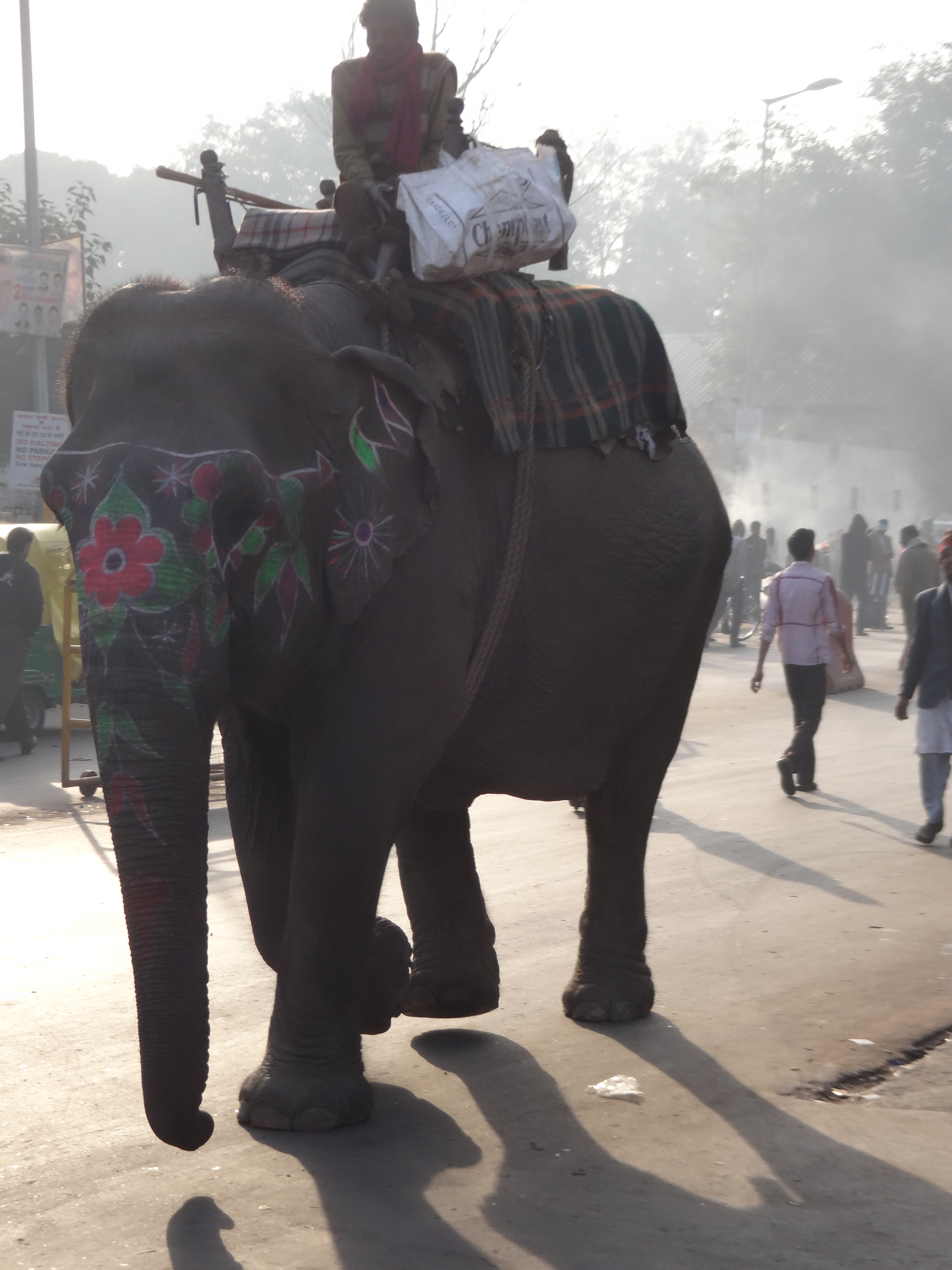 street-elephant-delhi