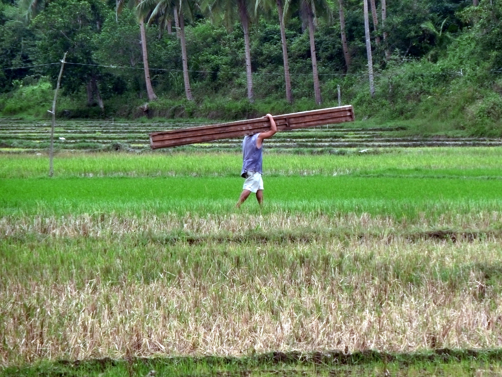 donsol-rice-field-worker