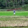 donsol-rice-field-worker
