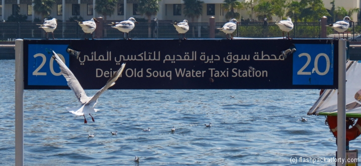 seagulls-and-water-taxi-station-dubai