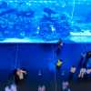 dubai-mall-aquarium-wall