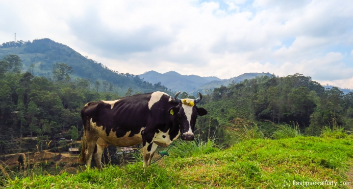 cow-and-mountain-view-ella