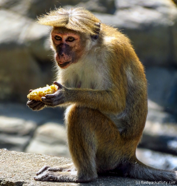 monkey-hair-ella-sri-lanka