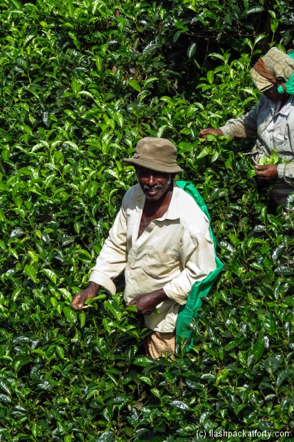 tea-worker-ella-sri-lanka