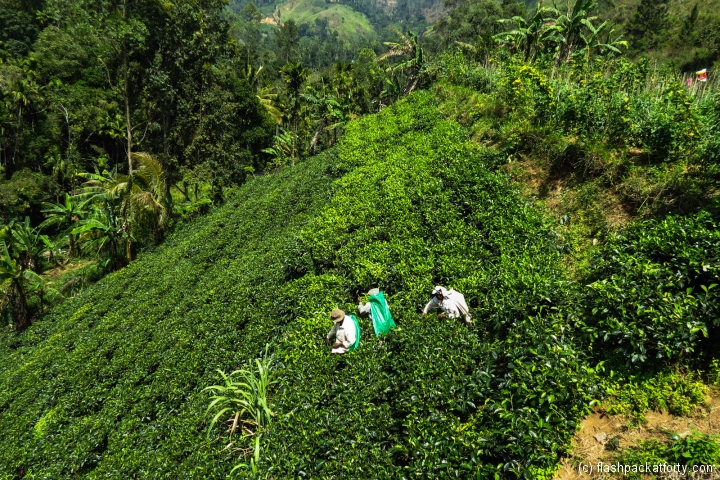 tea-workers-and-tea-field-ella