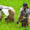 paddy-rice-workers-ella-sri-lanka