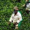 tea-worker-ella-sri-lanka