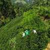 tea-workers-and-tea-field-ella