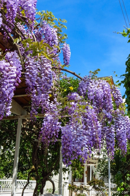 wisteria-turkey