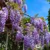 wisteria-turkey