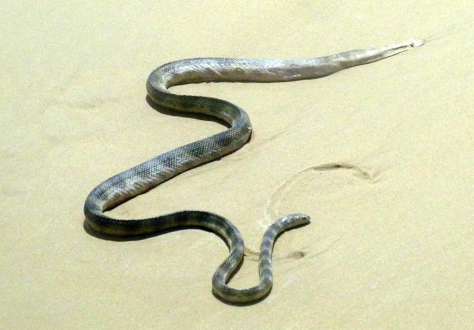 Fraser Island Sea Snake