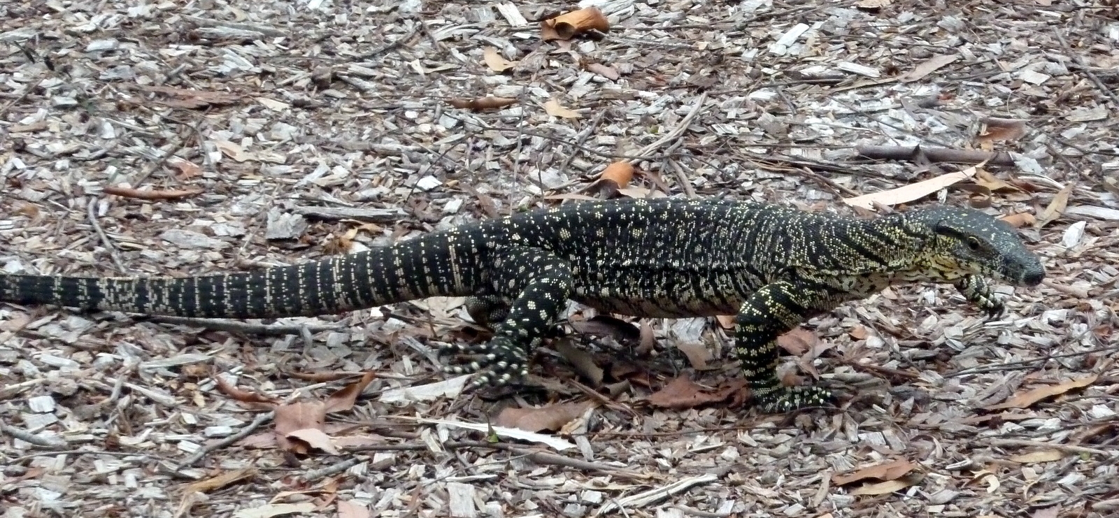 Fraser Island Lizard