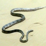 Fraser Island Sea Snake