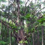 Fraser Island Rainforest tree