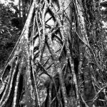 Fraser Island  vine tree