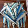 bright-blue-sardines-galle-fishing-harbour