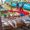 galle-fisherman-sells-his-catch