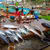 galle-port-fish-stall