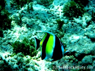 angel-fish-gili-air