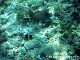 clown-fish-like-gili-air