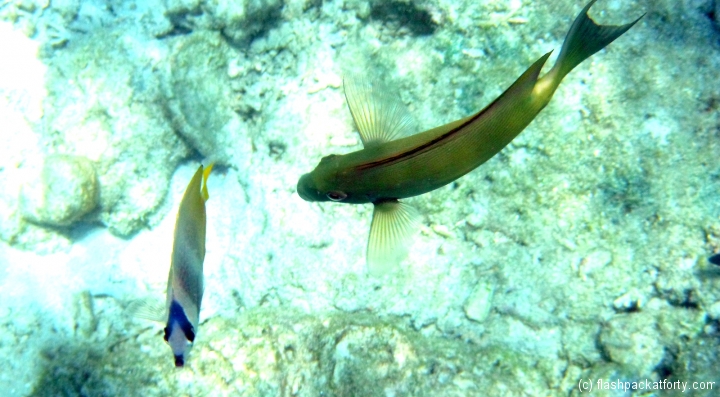 fish-above-gili-air