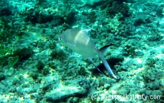 gili-air-fish-2