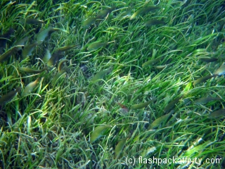gili-air-fish-feeding