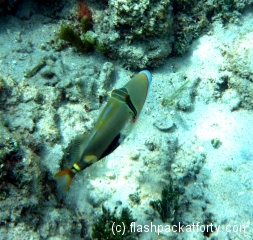 gili-air-snorkel-fish