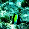 angel-fish-gili-air