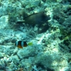 clown-fish-like-gili-air