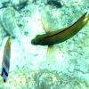 fish-above-gili-air