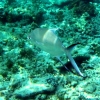 gili-air-fish-2