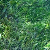 gili-air-fish-feeding