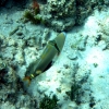 gili-air-snorkel-fish