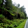 tree-ferns-and-fauna-road-to-glaciers