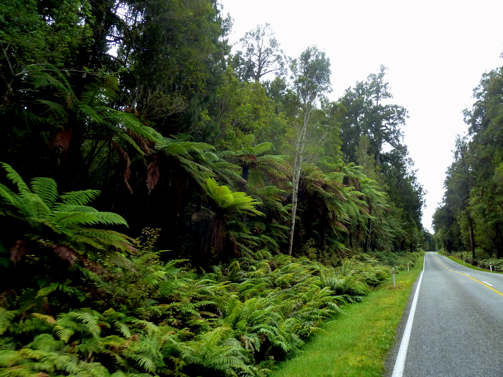 tree-ferns-and-fauna-road-to-glaciers