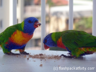 parrot friends
